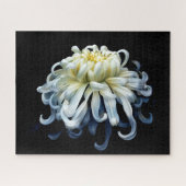 Flowers White Chrysanthemum Legpuzzel (Horizontaal)