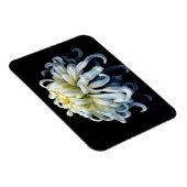 Flowers White Chrysanthemum Magneet (Rechterzijde)