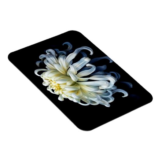 Flowers White Chrysanthemum Magneet (Rechterzijde)