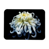 Flowers White Chrysanthemum Magneet (Horizontaal)