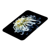 Flowers White Chrysanthemum Magneet (Linkerzijde)