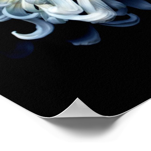 Flowers White Chrysanthemum Poster (Hoek)