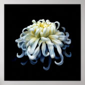 Flowers White Chrysanthemum Poster (Voorkant)