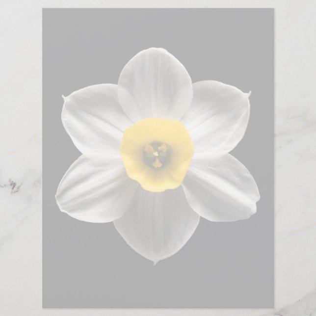 Flowers | White Daffodil Flower (Voorkant)