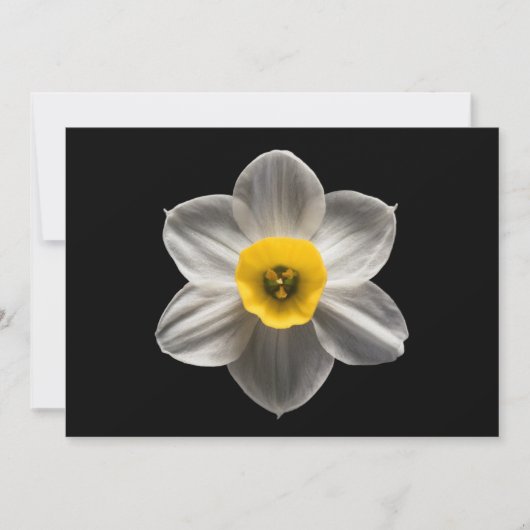 Flowers | White Daffodil Flower Bedankkaart (Voorkant)