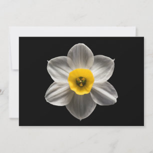 Flowers   White Daffodil Flower Bedankkaart