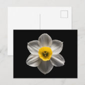 Flowers | White Daffodil Flower Briefkaart (Voorkant / Achterkant)
