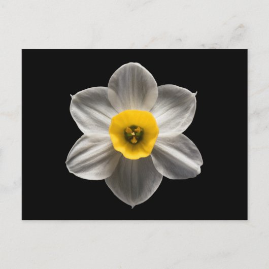 Flowers | White Daffodil Flower Briefkaart (Voorkant)