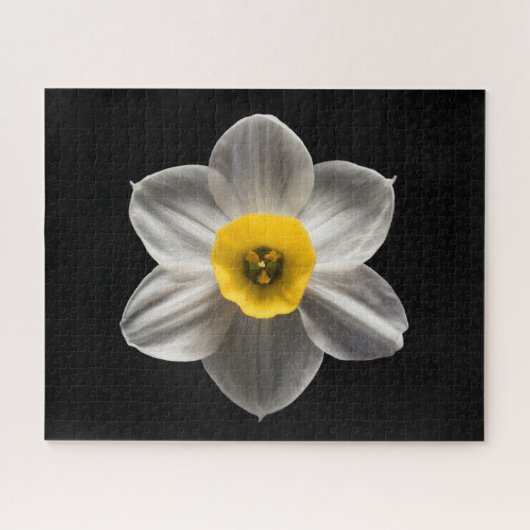 Flowers | White Daffodil Flower Legpuzzel (Horizontaal)