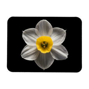 Flowers White Daffodil Flower Magneet