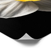 Flowers | White Daffodil Flower Poster (Hoek)
