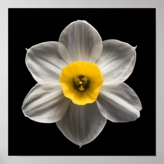Flowers | White Daffodil Flower Poster (Voorkant)