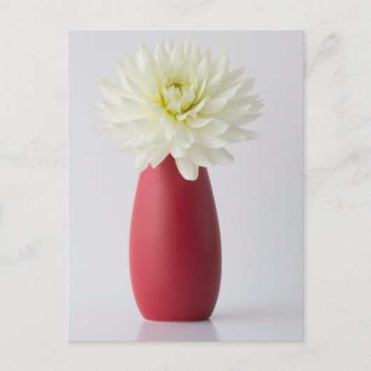 Flowers | White Dahlia in Red Vase Briefkaart (Voorkant)