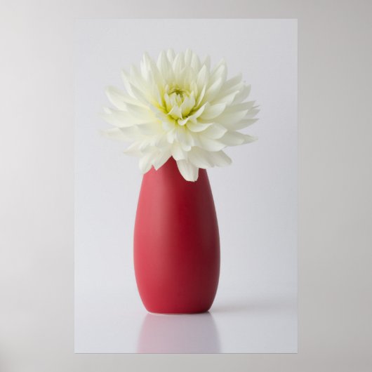Flowers | White Dahlia in Red Vase Poster (Voorkant)