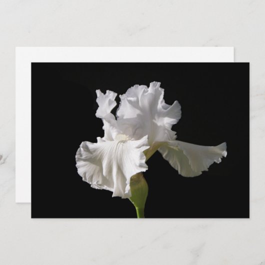 Flowers | White Iris Bedankkaart (Voorkant / Achterkant)