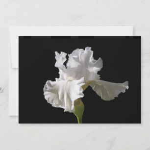 Flowers   White Iris Bedankkaart