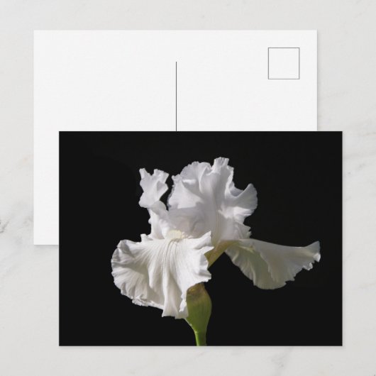 Flowers | White Iris Briefkaart (Voorkant / Achterkant)