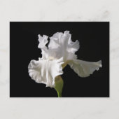 Flowers | White Iris Briefkaart (Voorkant)