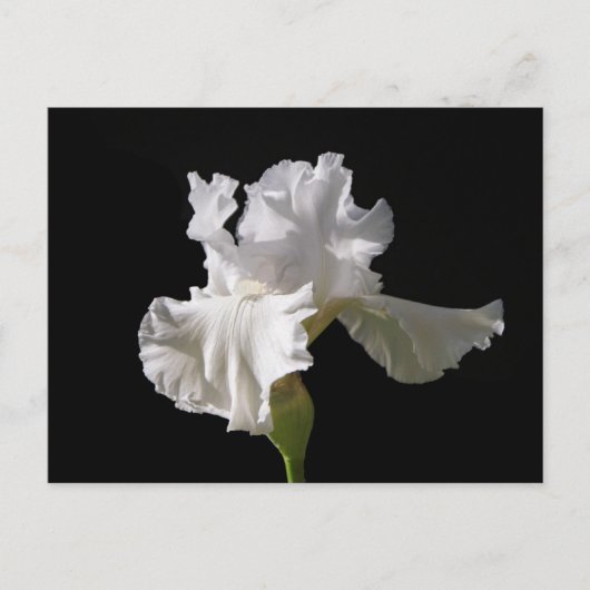 Flowers | White Iris Briefkaart (Voorkant)