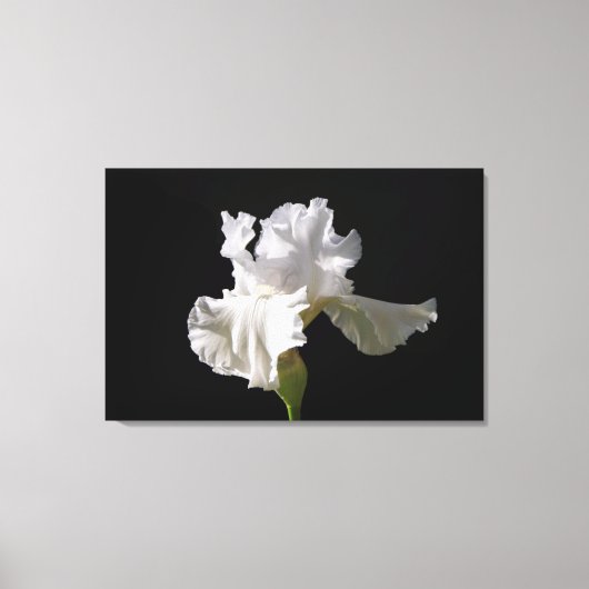 Flowers | White Iris Canvas Afdruk (Voorkant)