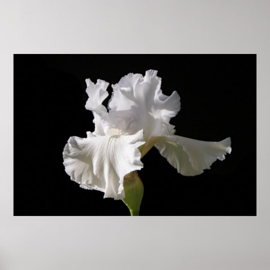 Flowers | White Iris Poster (Voorkant)
