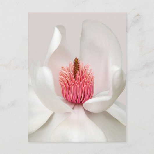Flowers | White Magnolia Briefkaart (Voorkant)