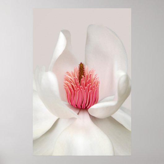Flowers | White Magnolia Poster (Voorkant)
