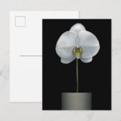 Flowers | White Orchid Flower Briefkaart (Voorkant / Achterkant)
