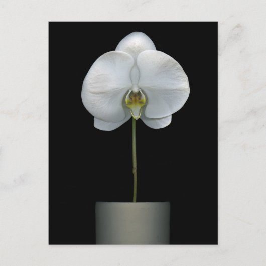 Flowers | White Orchid Flower Briefkaart (Voorkant)