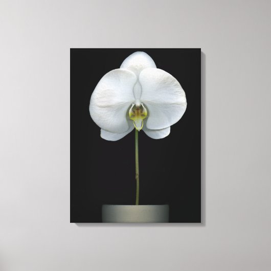 Flowers | White Orchid Flower Canvas Afdruk (Voorkant)