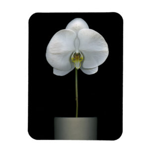 Flowers White Orchid Flower Magneet