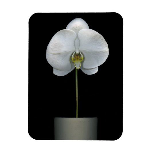 Flowers | White Orchid Flower Magneet (Verticaal)
