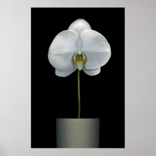 Flowers White Orchid Flower Poster