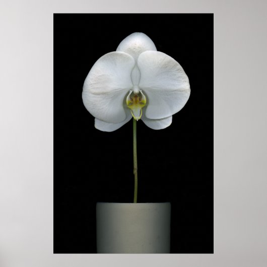 Flowers | White Orchid Flower Poster (Voorkant)