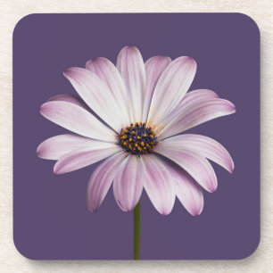 Flowers White & Purple Daisy Bier Onderzetter