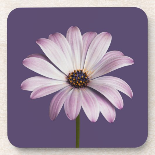 Flowers White & Purple Daisy Bier Onderzetter (Voorkant)