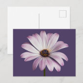Flowers White & Purple Daisy Briefkaart (Voorkant / Achterkant)