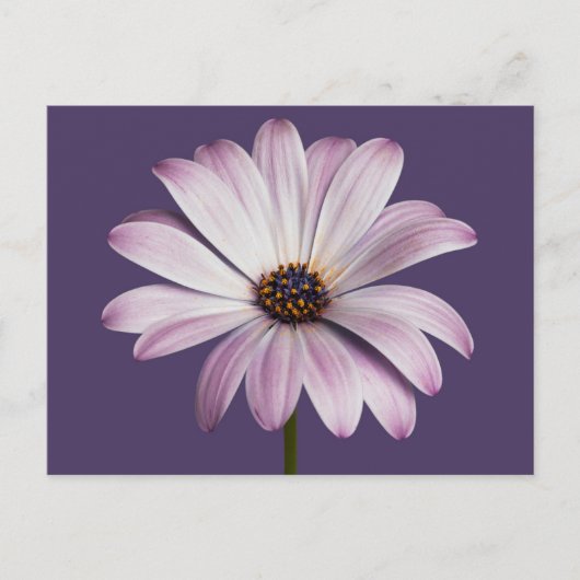 Flowers White & Purple Daisy Briefkaart (Voorkant)