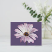 Flowers White & Purple Daisy Briefkaart (Staand voorkant)