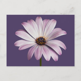 Flowers White & Purple Daisy Briefkaart