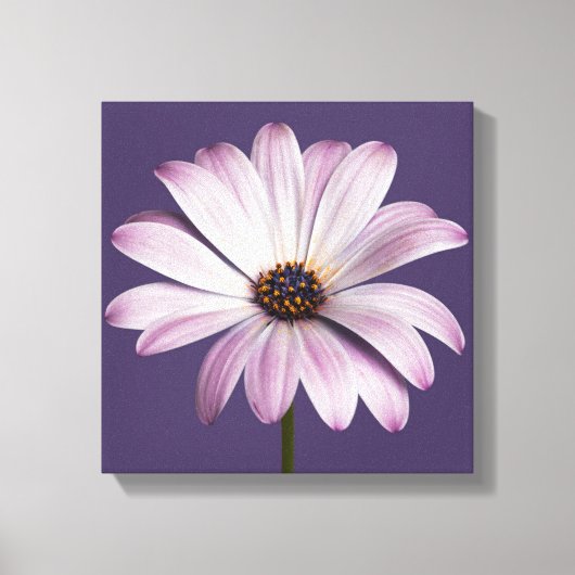 Flowers | White & Purple Daisy Canvas Afdruk (Voorkant)