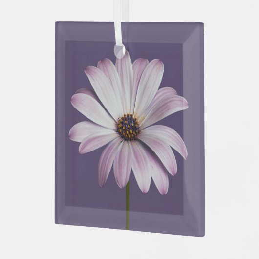 Flowers White & Purple Daisy Glas Ornament (Voorkant links)