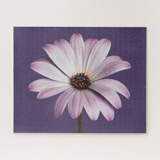 Flowers White & Purple Daisy Legpuzzel (Horizontaal)