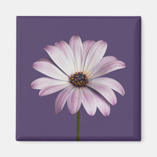 Flowers White & Purple Daisy Magneet