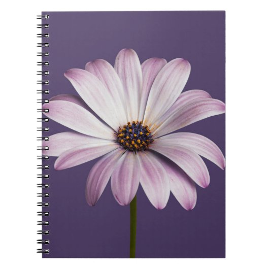 Flowers White & Purple Daisy Notitieboek (Voorkant)