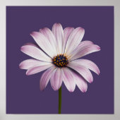Flowers White & Purple Daisy Poster (Voorkant)