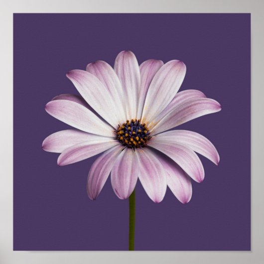 Flowers White & Purple Daisy Poster (Voorkant)