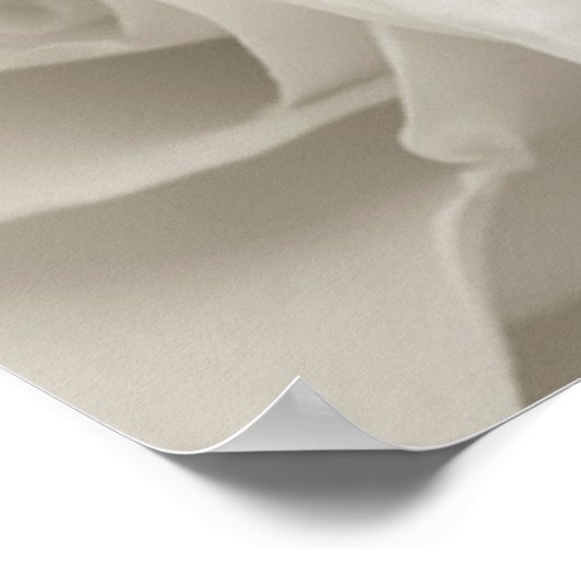 Flowers | White Roses Poster (Hoek)