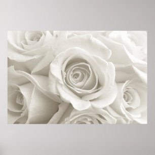 Flowers White Roses Poster