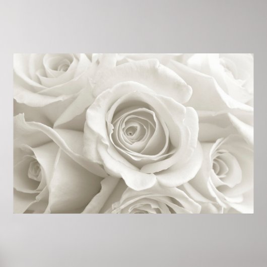 Flowers | White Roses Poster (Voorkant)